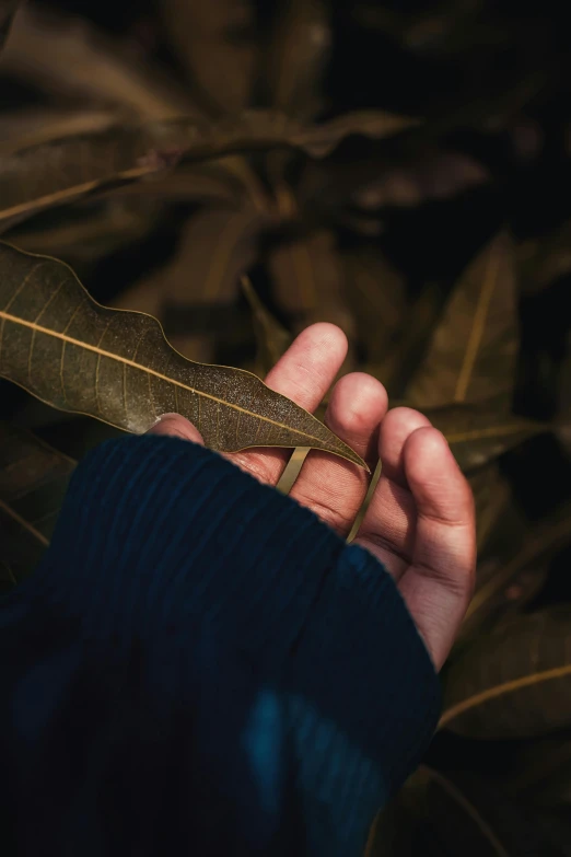 a person holding a leaf in their hand, an album cover, by Elsa Bleda, hurufiyya, organics, plant sap, magnolia leaves and stems, brown