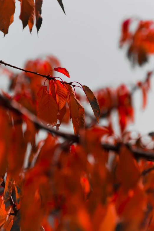 a bird sitting on top of a tree branch, by Sven Erixson, unsplash contest winner, hair becoming autumn red leaves, detail shot, slight overcast, today\'s featured photograph 4k