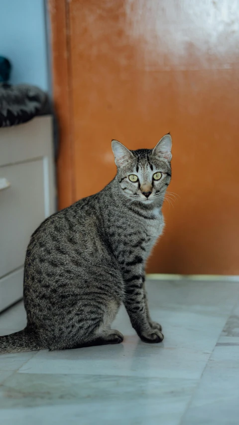 a cat sitting on the floor looking at the camera, by Jan Tengnagel, pexels contest winner, grey orange, spotted, full body profile, gif