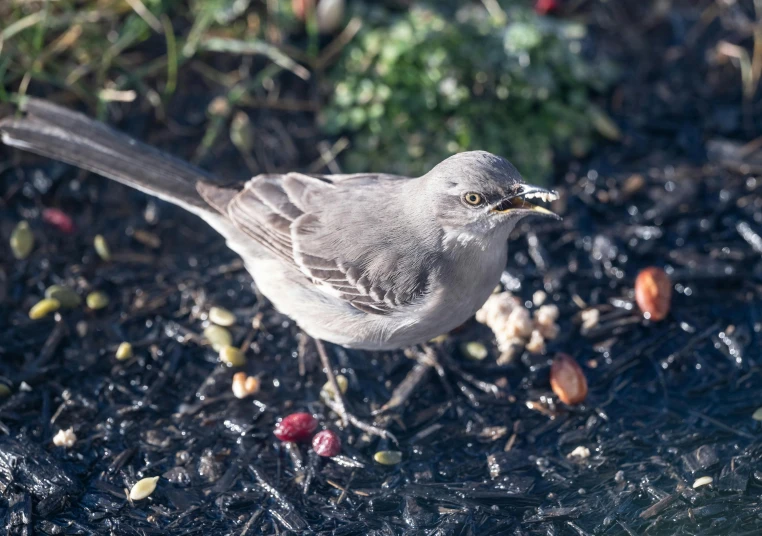 a bird that is standing in the dirt, offering a plate of food, grey and silver, seeds, mid 2 0's female
