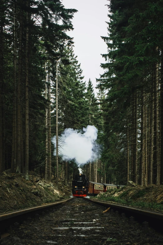 a train traveling through a forest filled with trees, pexels contest winner, chimney with smoke, black forest, portrait of forest gog, recreation