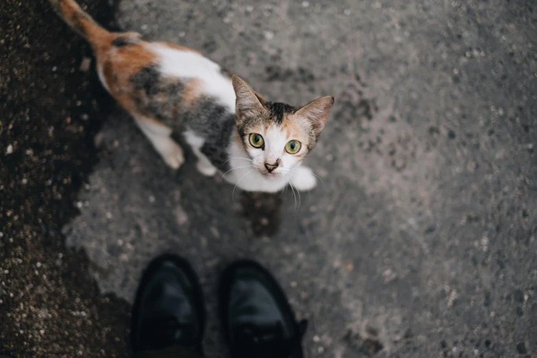 a cat standing next to a pair of black shoes, a photo, trending on unsplash, birds - eye view, big piercing eyes, calico, looking upwards