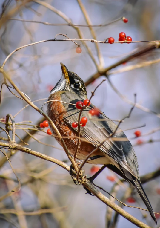 a small bird sitting on top of a tree branch, by Greg Rutkowski, unsplash contest winner, photorealism, “berries, big beak, robin eley, portrait of tall