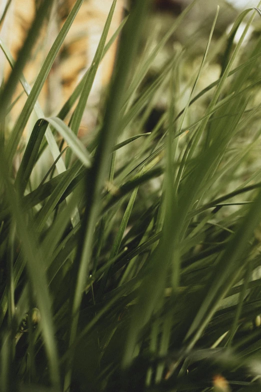 a yellow fire hydrant sitting on top of a lush green field, a picture, unsplash, visual art, stylized grass texture, zoomed in shots, cinematic shot ar 9:16 -n 6 -g, large leaves