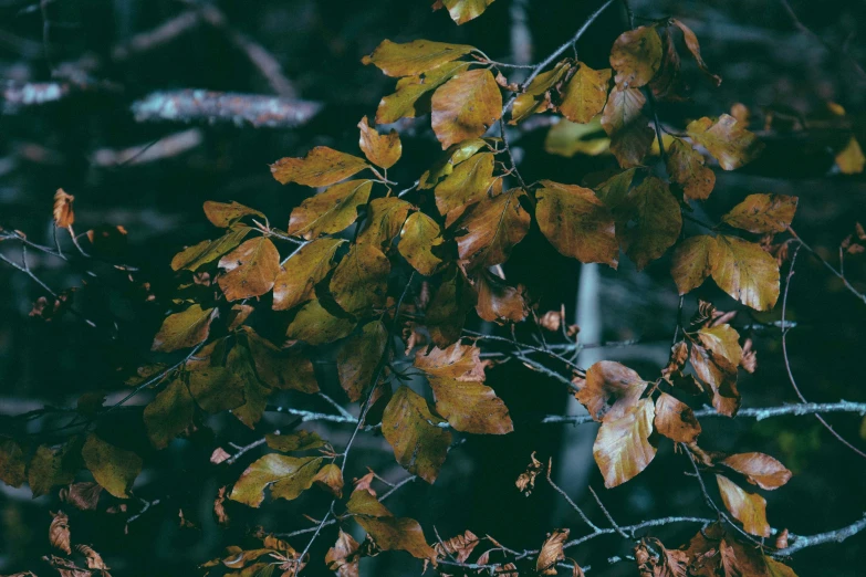 a close up of a bunch of leaves on a tree, an album cover, inspired by Elsa Bleda, trending on unsplash, baroque, brown clothes, gloomy forest, cold colors, yellowed