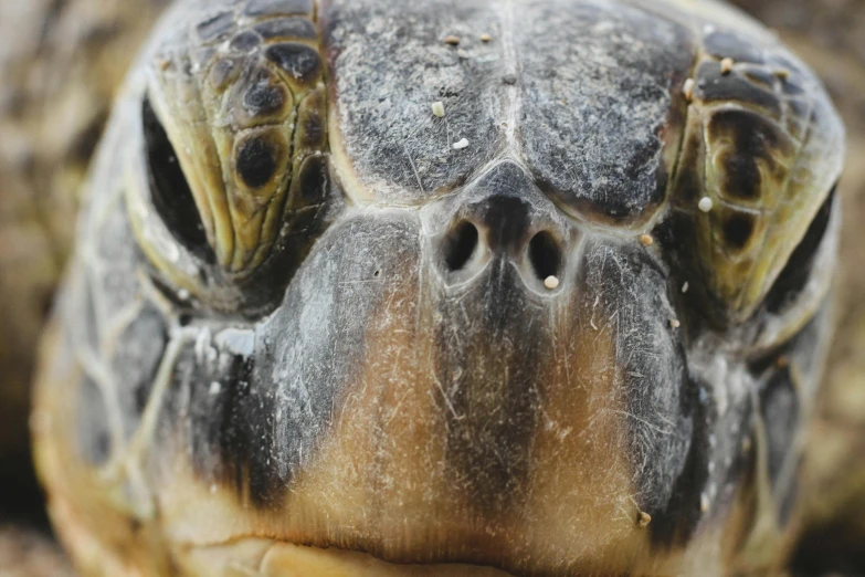 a close up of the face of a turtle, unsplash, male emaciated, photorealistic”, 2000s photo
