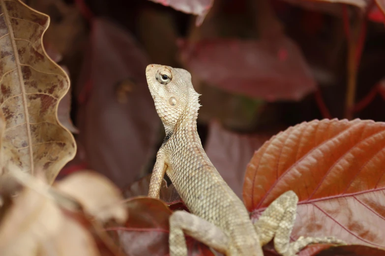 a lizard sitting on top of a leaf covered ground, by Gwen Barnard, pexels contest winner, warm coloured, vivarium, a dragon, amongst foliage