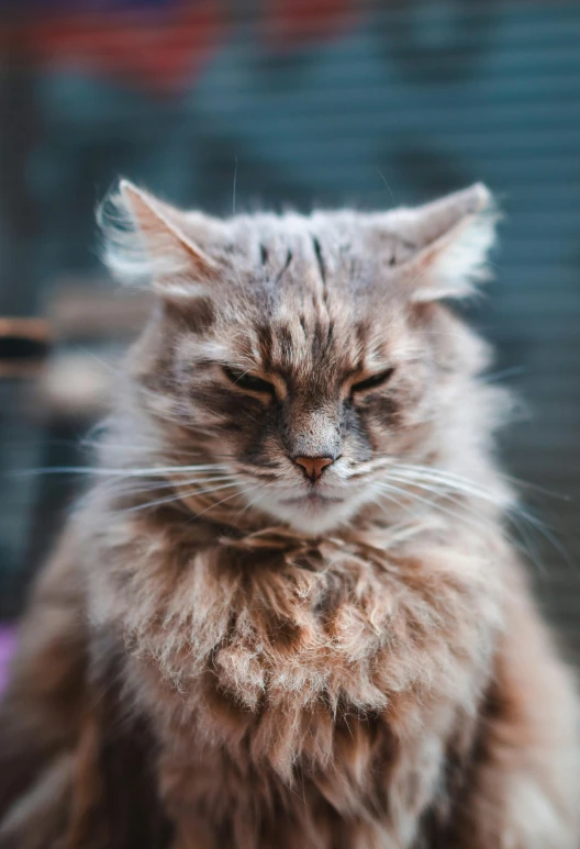 a close up of a cat sitting on a table, soft but grumpy, bedhead, portrait featured on unsplash, high quality picture