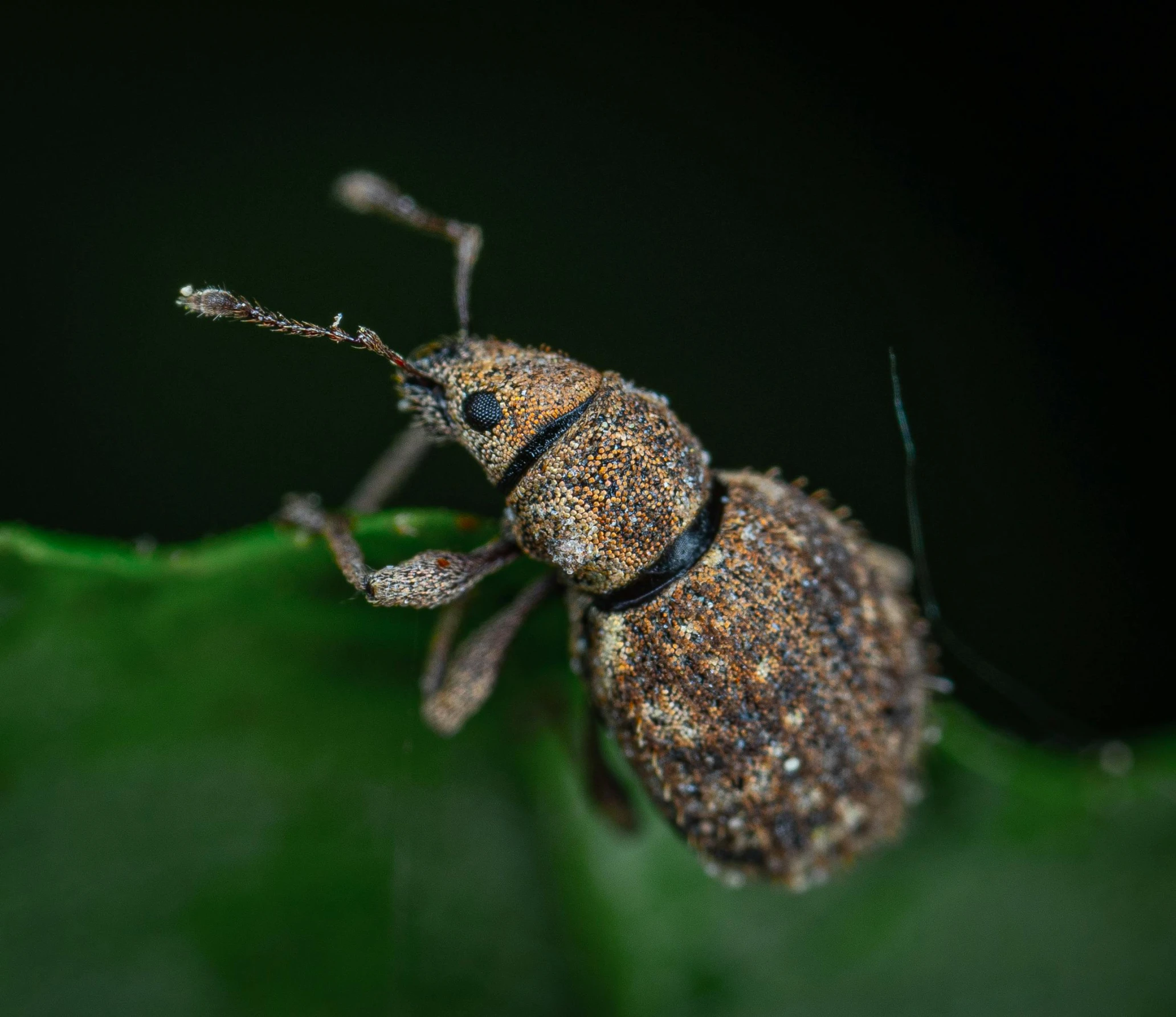 a brown bug sitting on top of a green leaf, pexels contest winner, at nighttime, macro photography 8k, grey, high-quality photo