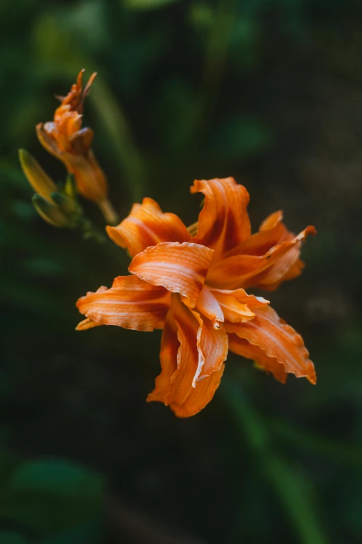 a single orange flower sitting on top of a lush green field, a portrait, unsplash, renaissance, lily flowers, ruffles, high angle close up shot, shot with sony alpha 1 camera