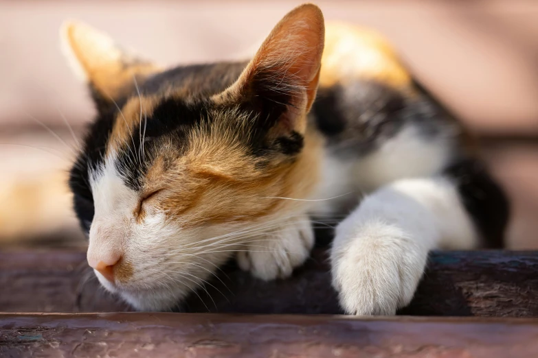 a close up of a cat sleeping on a bench, avatar image, multicoloured, cats, young female
