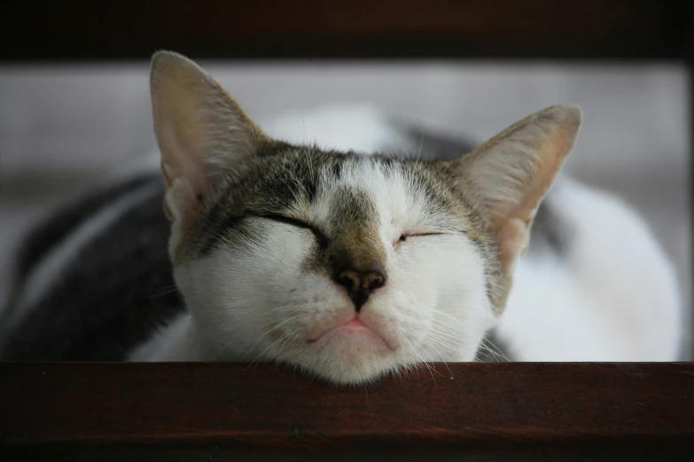 a close up of a cat sleeping on a bed, by Niko Henrichon, pexels contest winner, square nose, amused, a wooden, japanese
