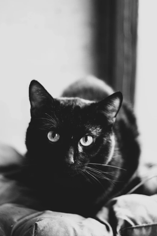 a black cat sitting on top of a pillow, a black and white photo, by Muggur, dark piercing eyes, monochrome:-2, sittin, icon black and white