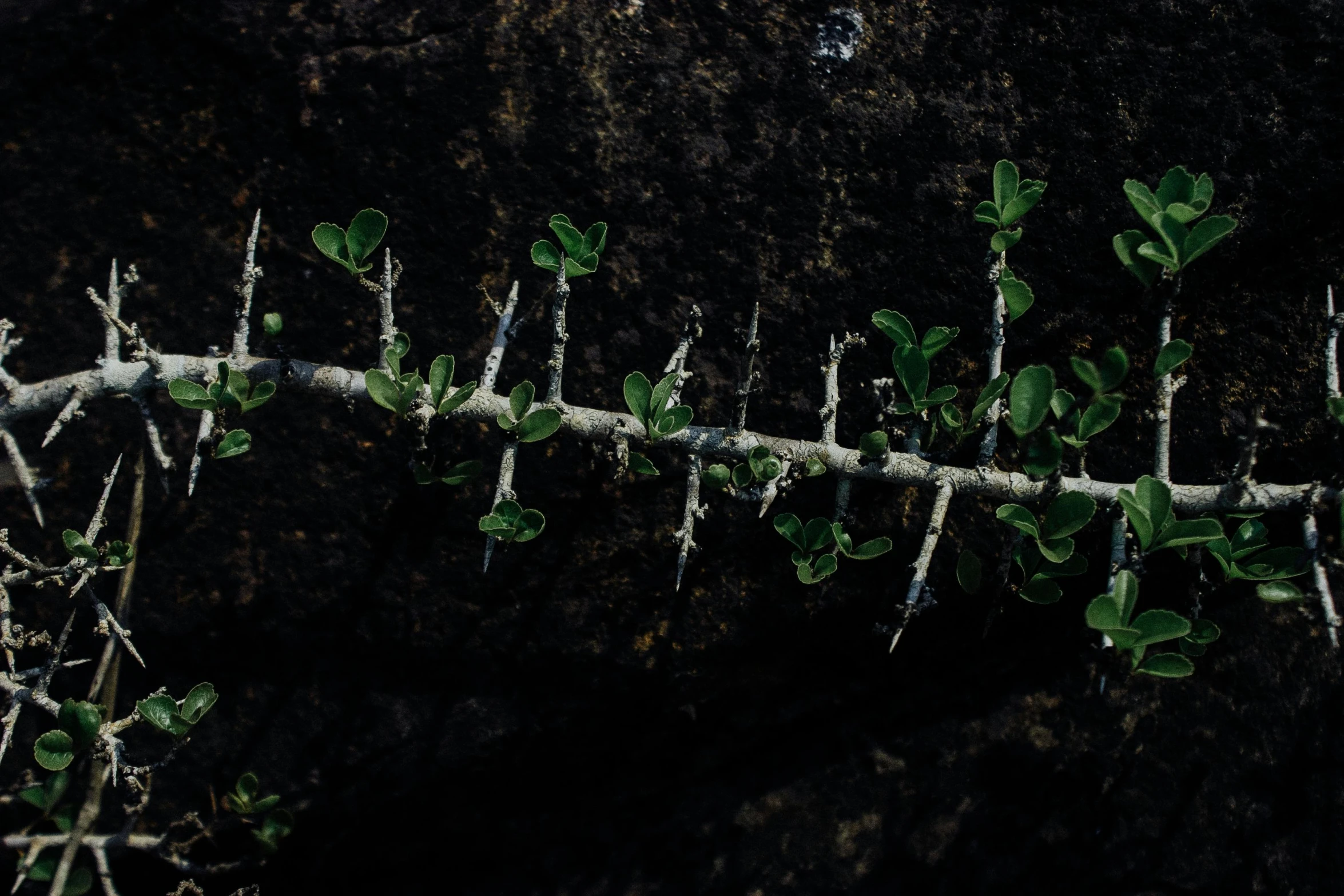 a plant that is growing out of a rock, an album cover, unsplash, tiny sticks, hedge, limb mutations, in a row