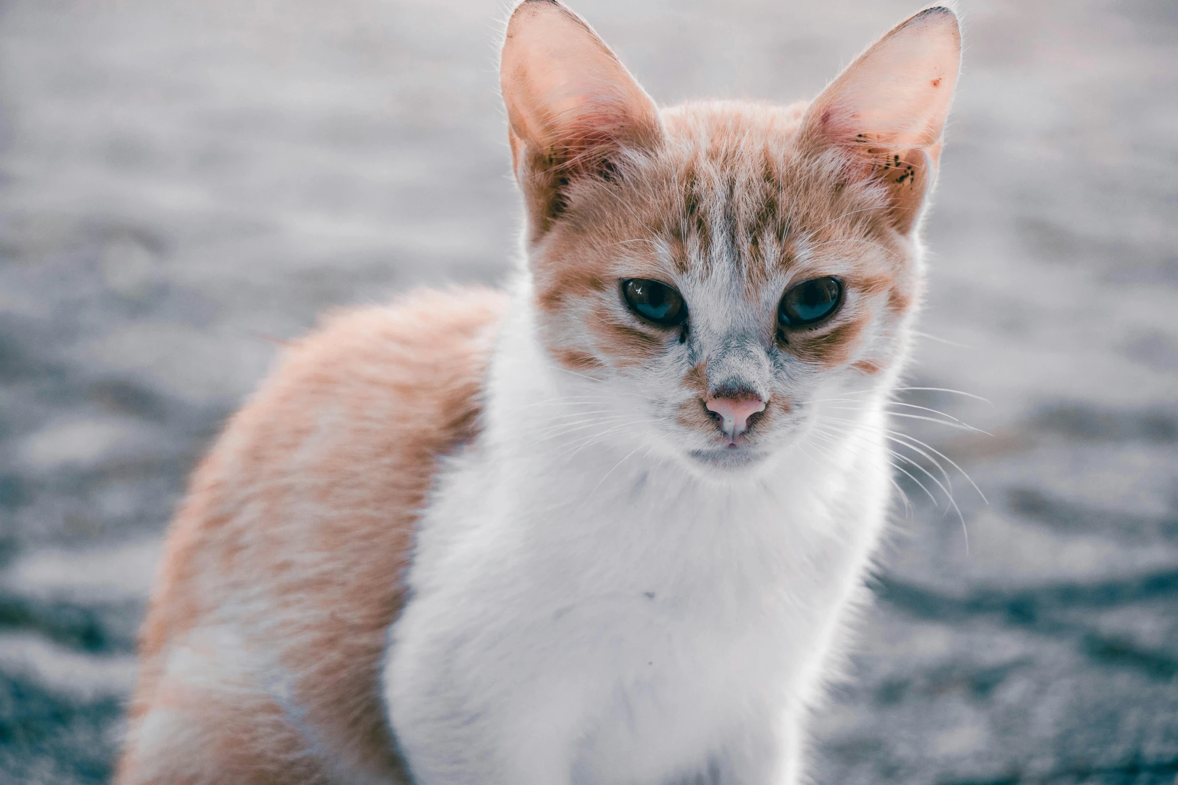 a close up of a cat with a blurry background, trending on unsplash, white and orange, beautiful picture of stray, shark cat hybrid, instagram post