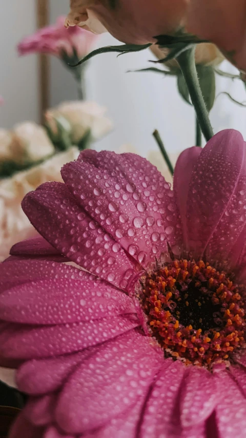 a close up of a pink flower with water droplets on it, pexels contest winner, bouquet, clean detail 4k, giant daisy flower over head, detailed surroundings