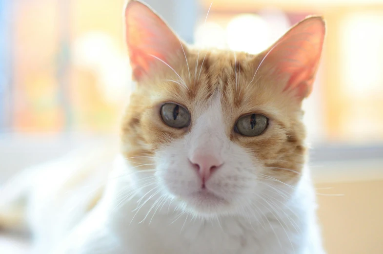 a close up of a cat laying on a bed, white and orange, square nose, 4k photo”, shot with sony alpha