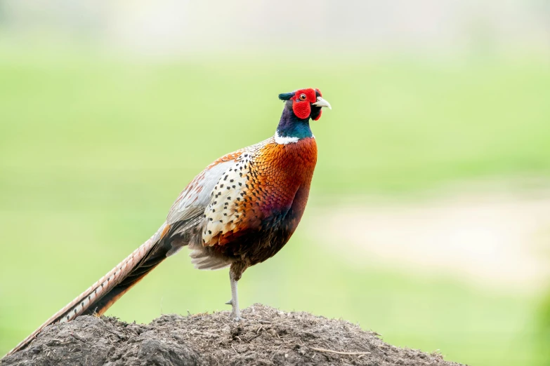 a bird standing on top of a mound of dirt, a portrait, by Paul Bird, trending on pexels, renaissance, pheasant guard sits on a stump, multicoloured, australian, mixed animal