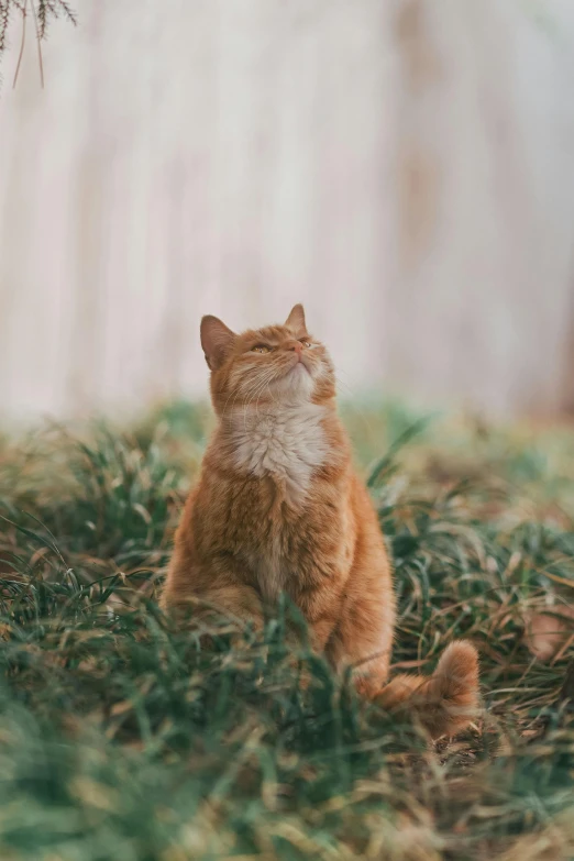 a cat that is sitting in the grass, trending on unsplash, looking to the sky, paul barson, an orange cat, low quality photo