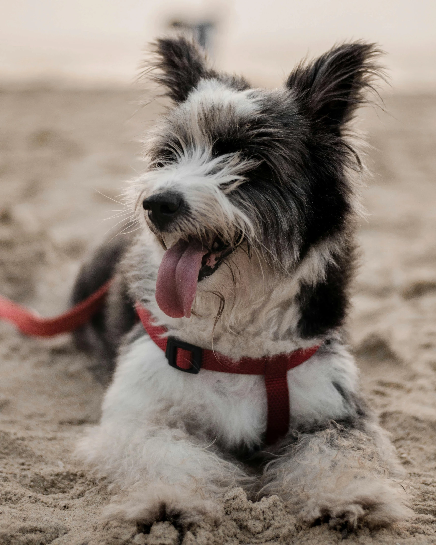 a black and white dog laying on top of a sandy beach, pexels contest winner, he‘s wearing a red neckerchief, fuzzy details, being delighted and cheerful, harnesses