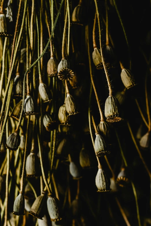 a bunch of dried garlic hanging from a wall, inspired by Patrick Dougherty, trending on unsplash, datura, full frame image, made of bamboo, dark flowers