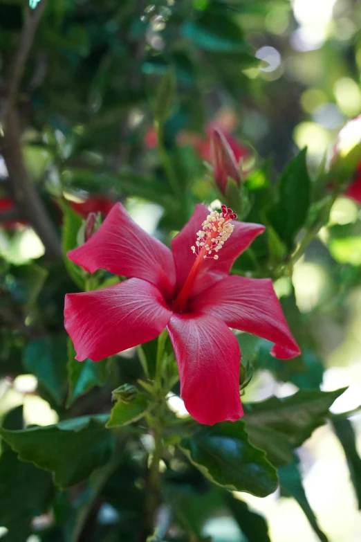 a close up of a flower on a tree, vibrant red hibiscus, lush surroundings, looking towards camera, wine