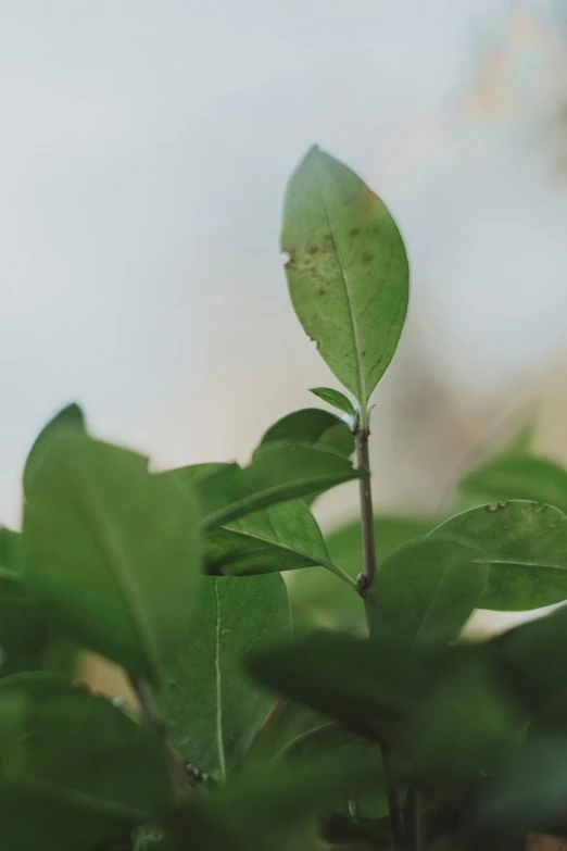 a close up of a plant with green leaves, happening, from afar, documentary still, shot on sony a 7, tall