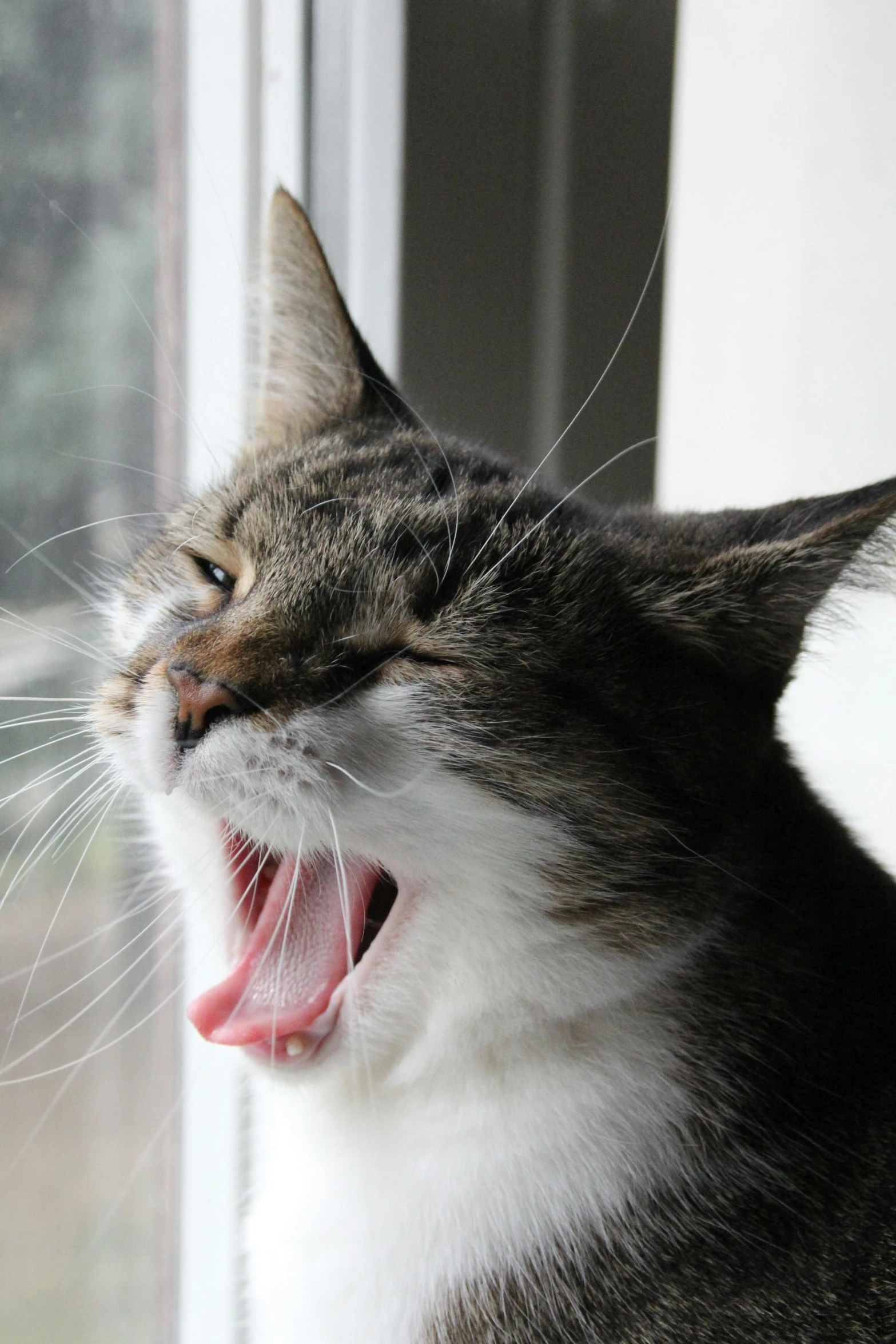 a cat yawns in front of a window, flickr, happening, closeup. mouth open, subreddit / r / whale, singing for you, sneering roman legioneer