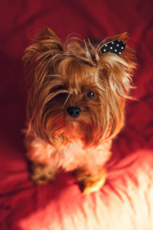 a small dog sitting on top of a red blanket, a portrait, pexels, red bow in hair, square, slide show, brown