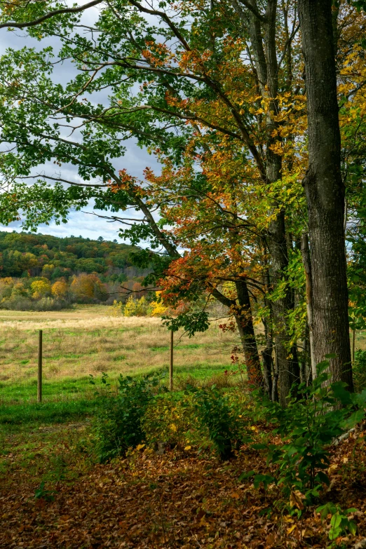 a red fire hydrant sitting in the middle of a forest, inspired by Jasper Francis Cropsey, hudson river school, wide view of a farm, 2019 trending photo, autumn field, panoramic shot