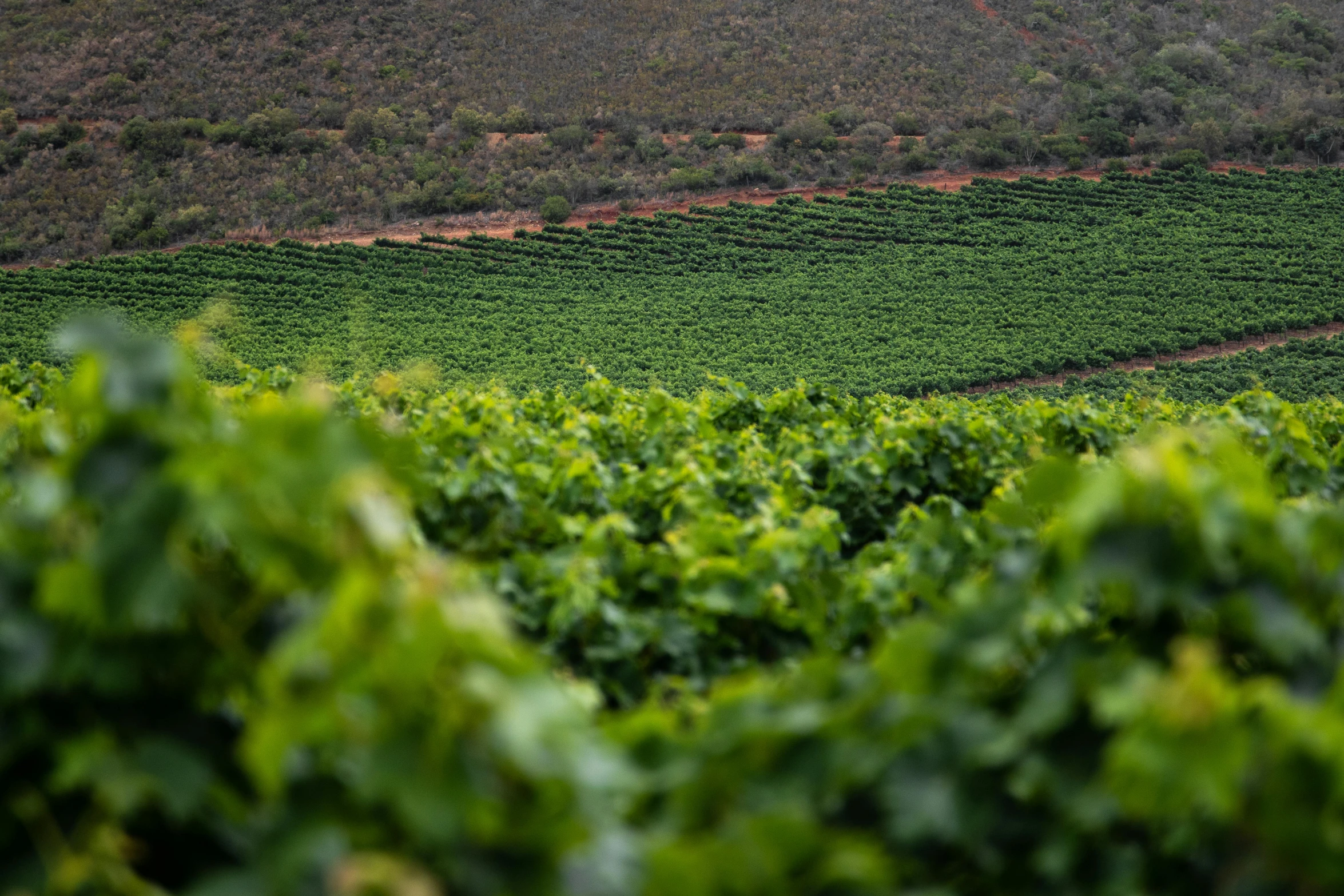 a field of leaves with mountains in the background