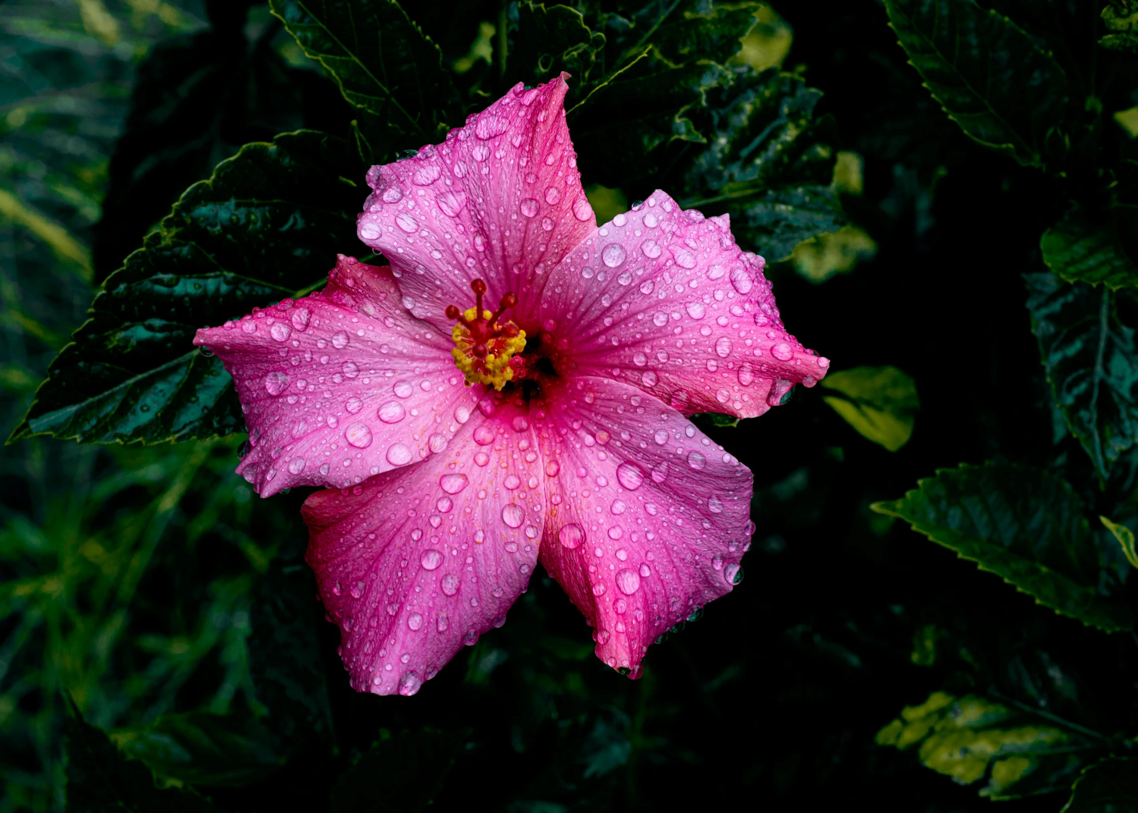 a pink flower with water droplets on it, by Matt Stewart, pexels, hibiscus, shot on sony a 7, overcast mood, high quality photo