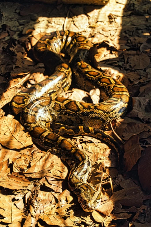 a snake that is laying on the ground, slide show, sheltering under a leaf, decaying dappled sunlight, python