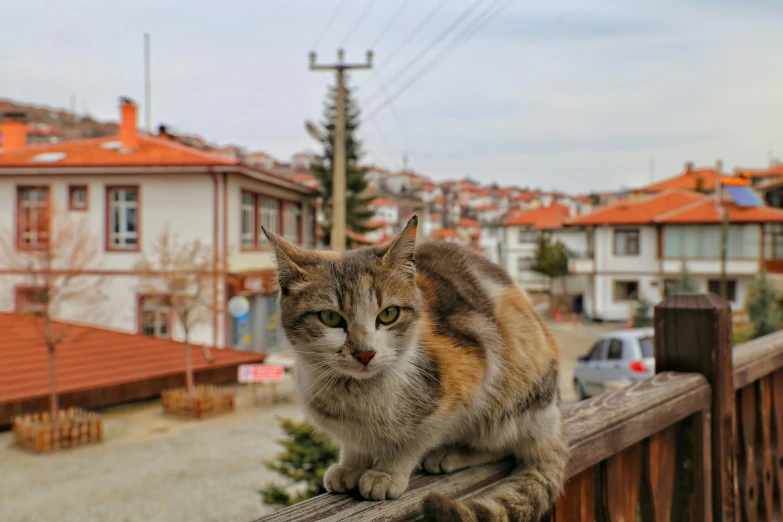 a cat sitting on top of a wooden fence, a portrait, by Muggur, pexels contest winner, realistic photo of a town, red roofs, around 1 9 years old, square