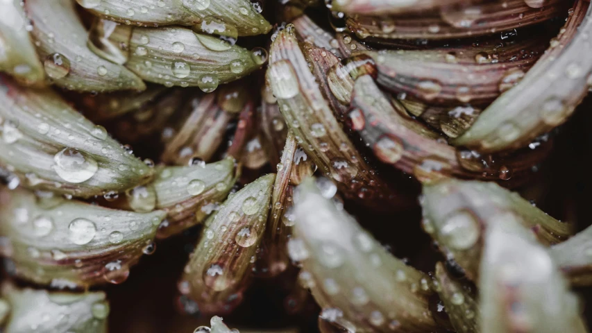 a close up of a plant with water droplets on it, a macro photograph, by Carey Morris, unsplash, hurufiyya, grilled artichoke, cicada wings, overcast weather, thumbnail