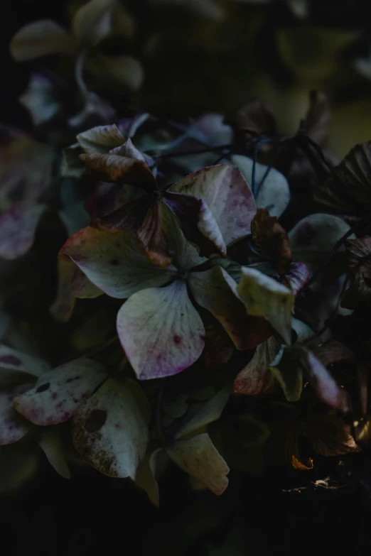 a candle that is sitting on a table, an album cover, inspired by Elsa Bleda, unsplash, tonalism, hydrangea, rich decaying bleeding colors, autumn overgrowth, upclose