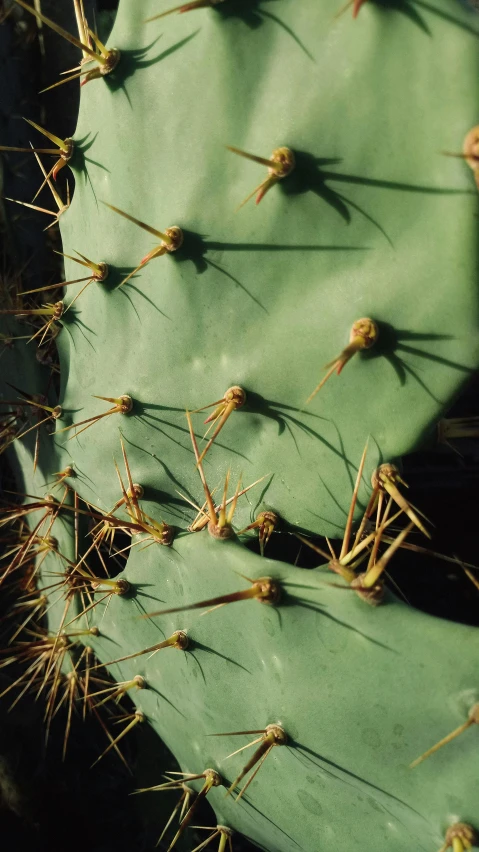 a close up of a green cactus plant, an album cover, inspired by Elsa Bleda, pexels, photorealism, autochrome photograph, evening sunlight, teal aesthetic, spidery irregular shapes