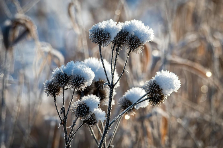 a close up of a plant with snow on it, thistles, thumbnail, dried flowers, fan favorite