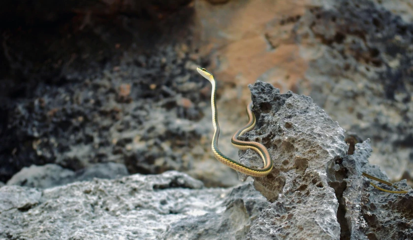 a close up of a snake on a rock, an album cover, inspired by national geographic, pexels contest winner, figuration libre, reunion island, the earth sprouts lava, hd footage, yellow
