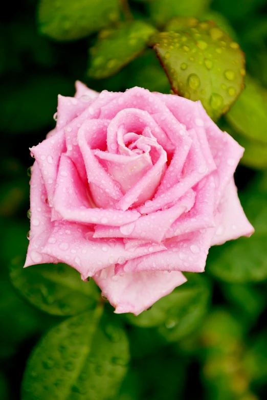 a pink rose with water droplets on it, lush surroundings, highly polished, subtle detailing, emerald