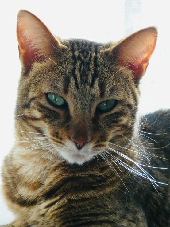 a close up of a cat laying on a window sill, by Terese Nielsen, unsplash, it\'s name is greeny, zoomed out portrait of a duke, taken in the late 2000s, with serious face expression