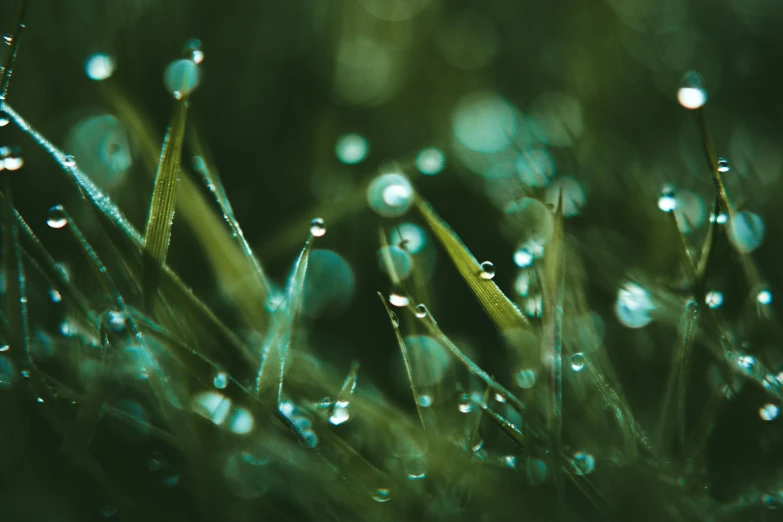 a close up of water droplets on grass, inspired by Elsa Bleda, trending on unsplash, alessio albi, emeralds, stylized illustration, multiple stories