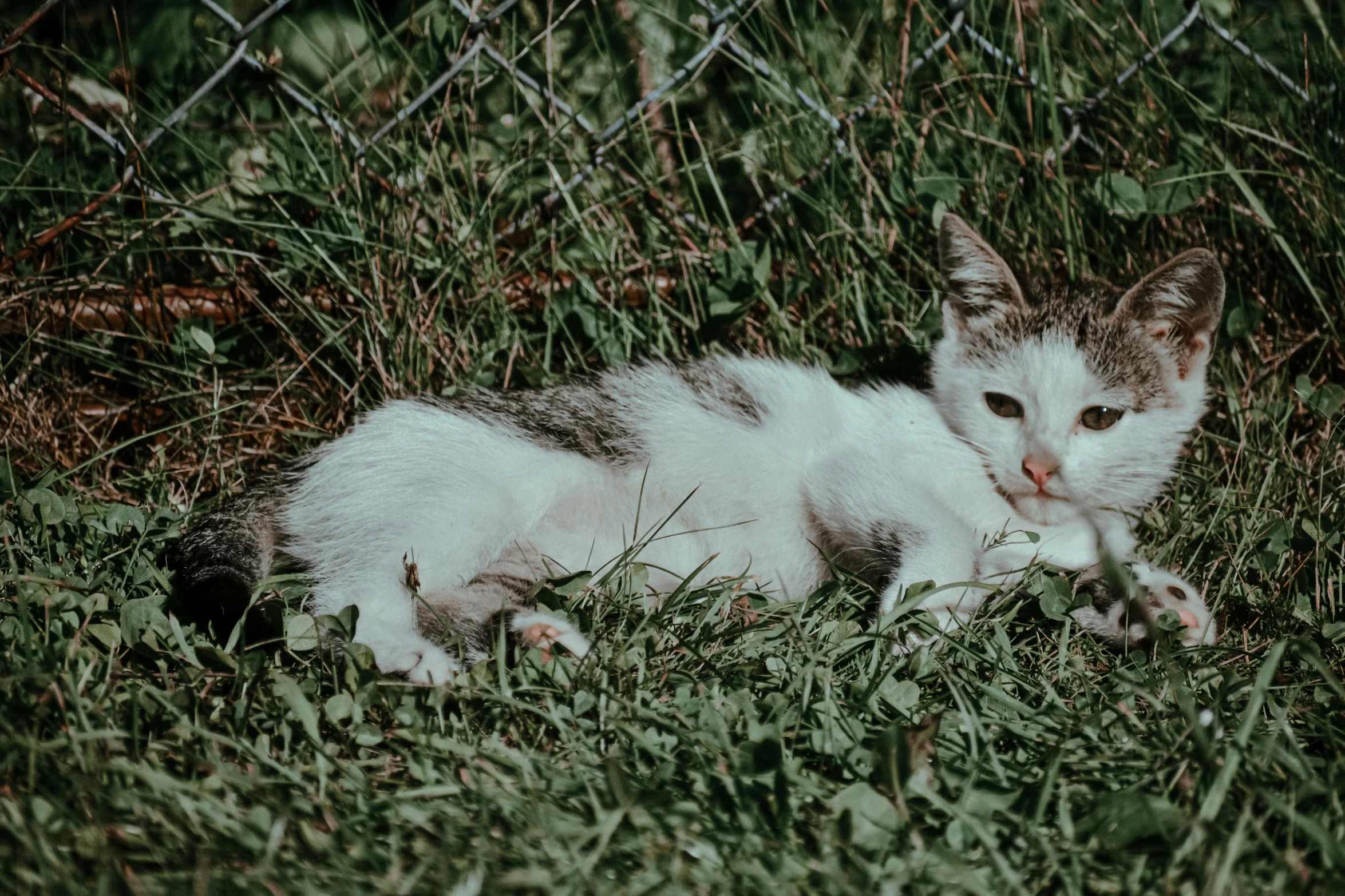 a cat that is laying down in the grass, a colorized photo, by Elsa Bleda, pexels contest winner, white, grey, small, shot on sony a 7