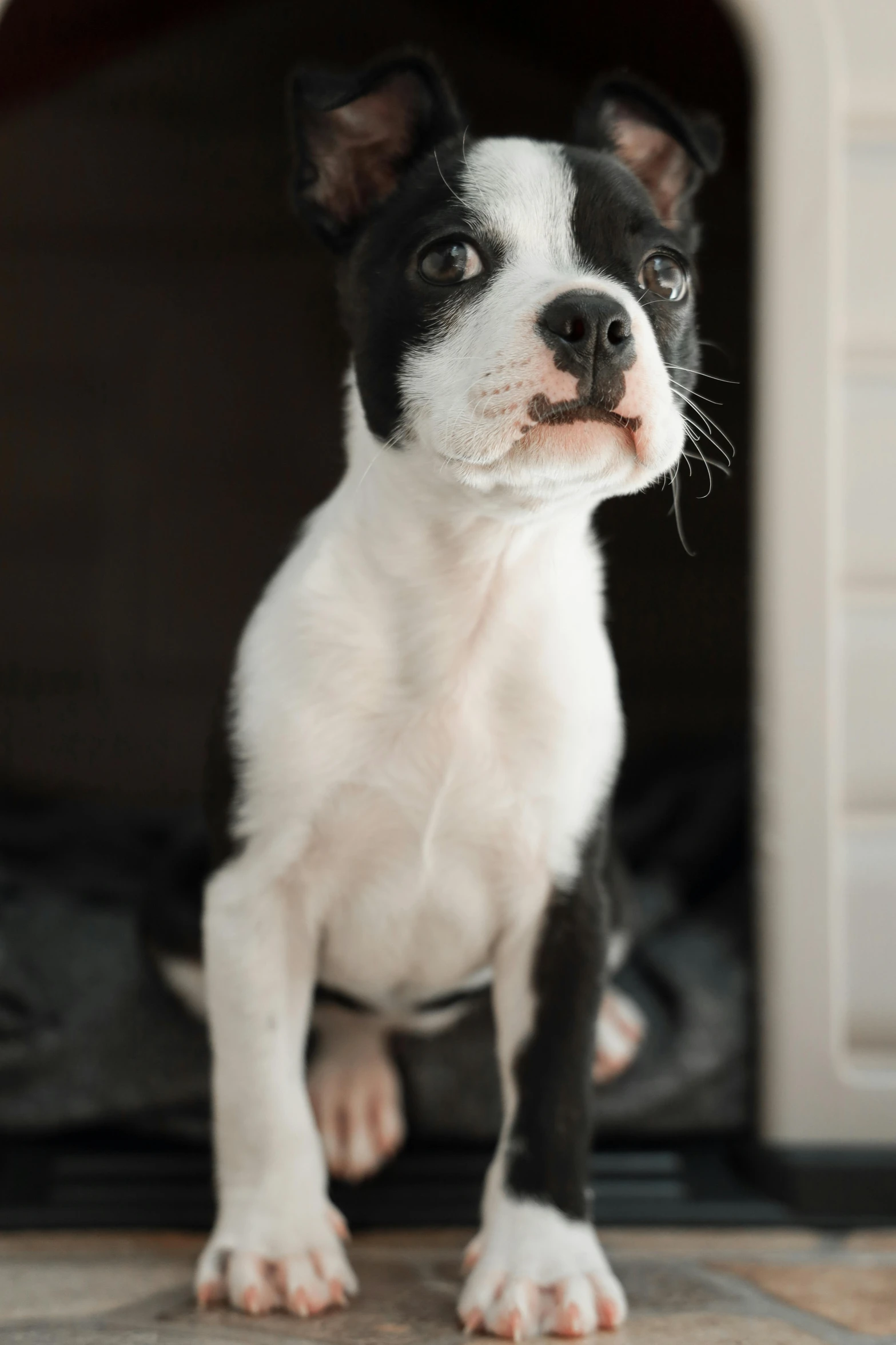 a small black and white dog standing in front of a dog house, by Jan Tengnagel, trending on unsplash, studio lit, fierce expression 4k, puppies, sitting on her bed