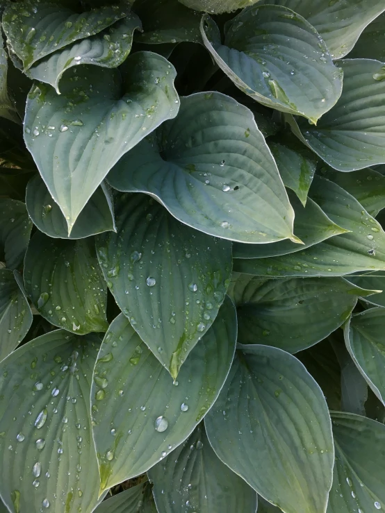 a close up of a plant with water droplets on it, blue gray, large leaves, overflowing, lilies