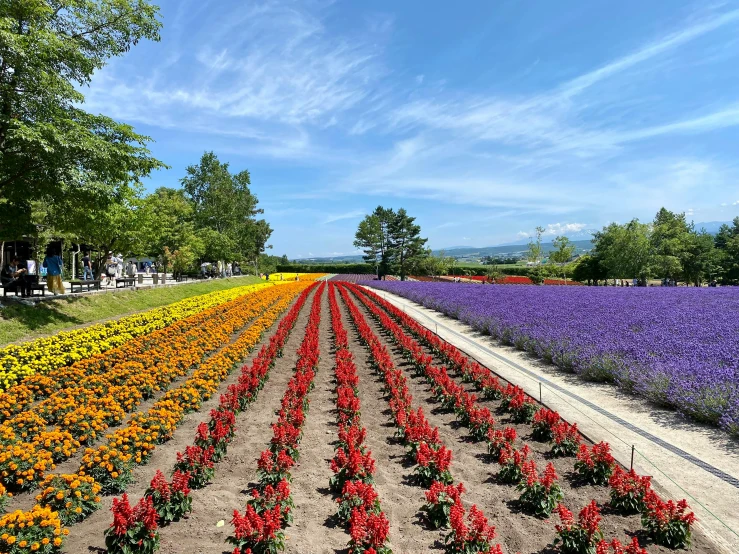 a field of colorful flowers on a sunny day, by Yasushi Sugiyama, in karuizawa, in a row, purple and red, cottagecore flower garden