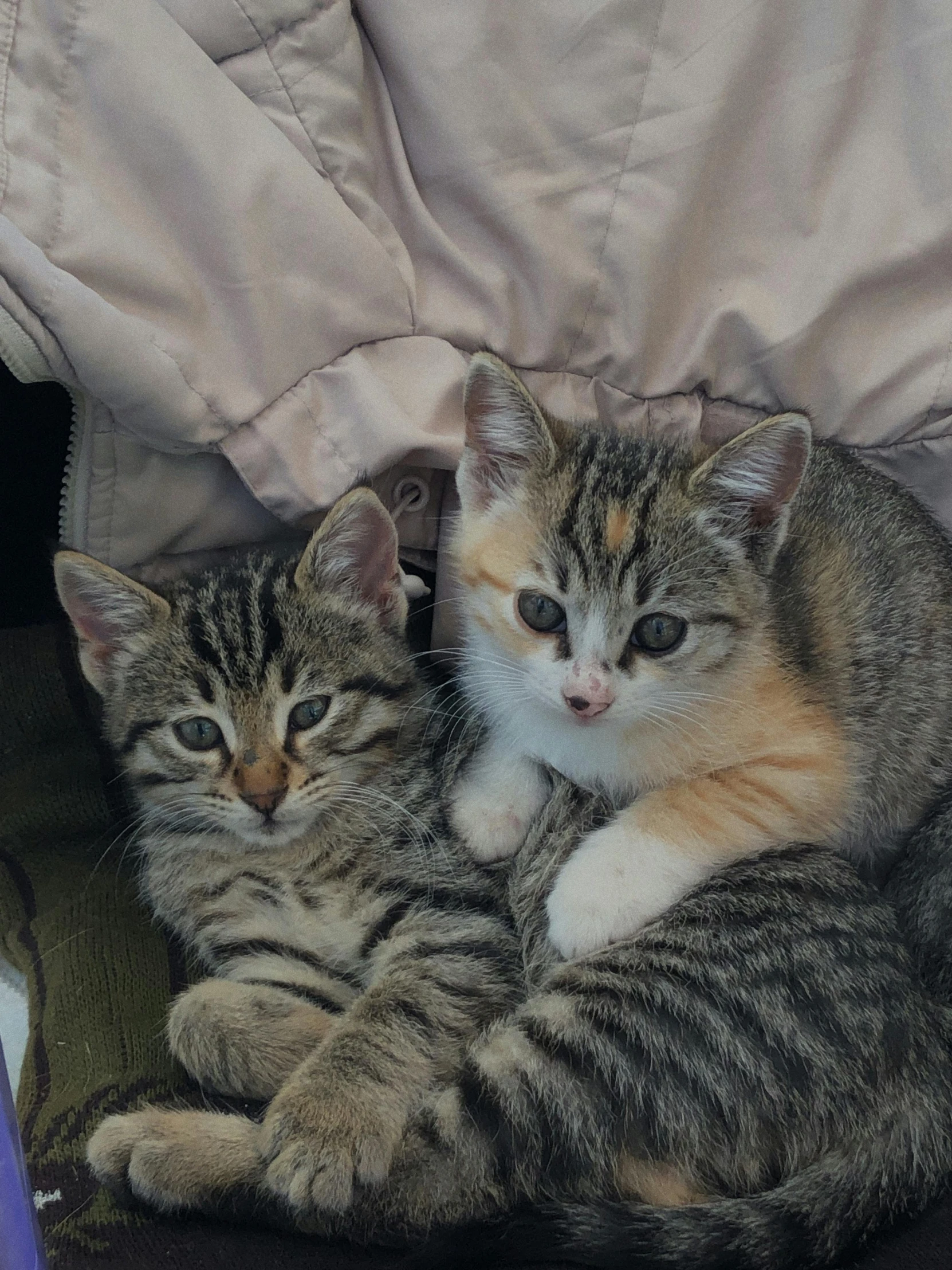 a couple of cats laying next to each other, reddit, holding it out to the camera, young female, sfw, low quality photo