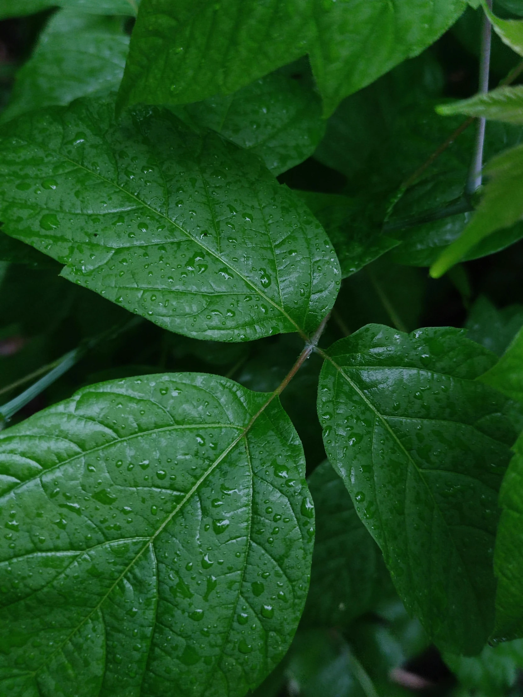 a close up of a plant with green leaves