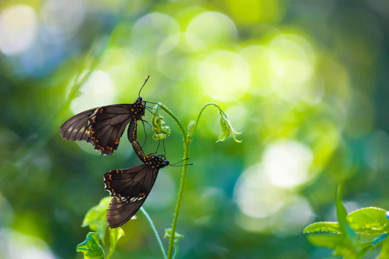 a couple of butterflies sitting on top of a plant, by Alison Geissler, fan favorite, bokeh + dof + 8k, upsidedown, fine art print