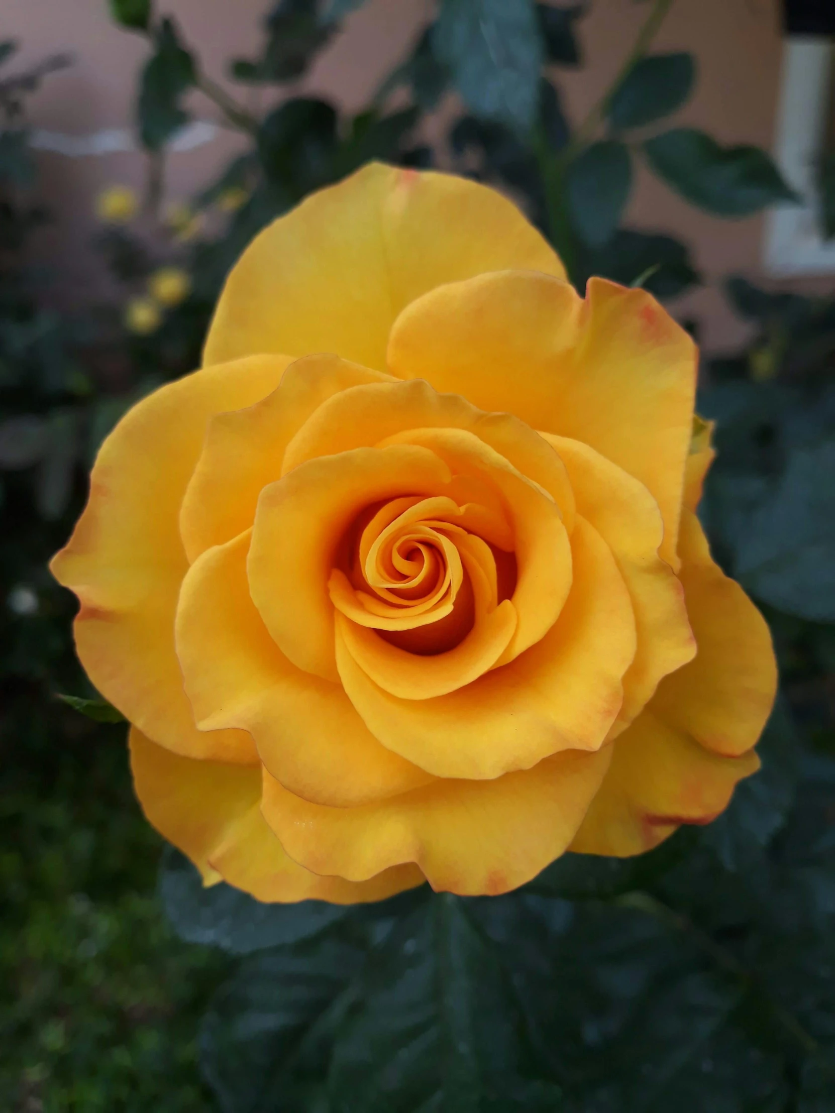 a yellow rose with dark leaves and flowers in the background